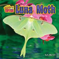 Luna_moth