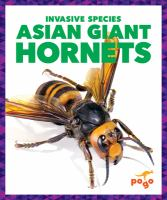 Asian_giant_hornets